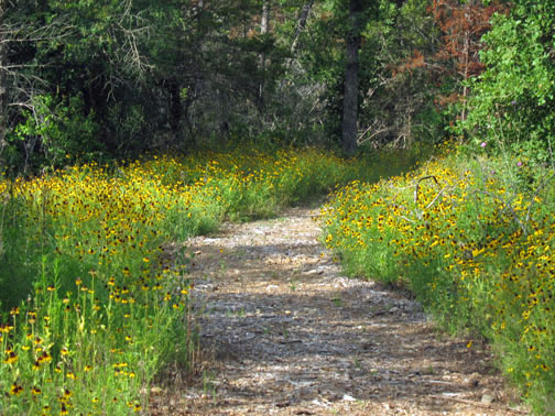 A winding path