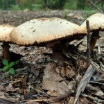 Mushroom Trio Mushroom Trio