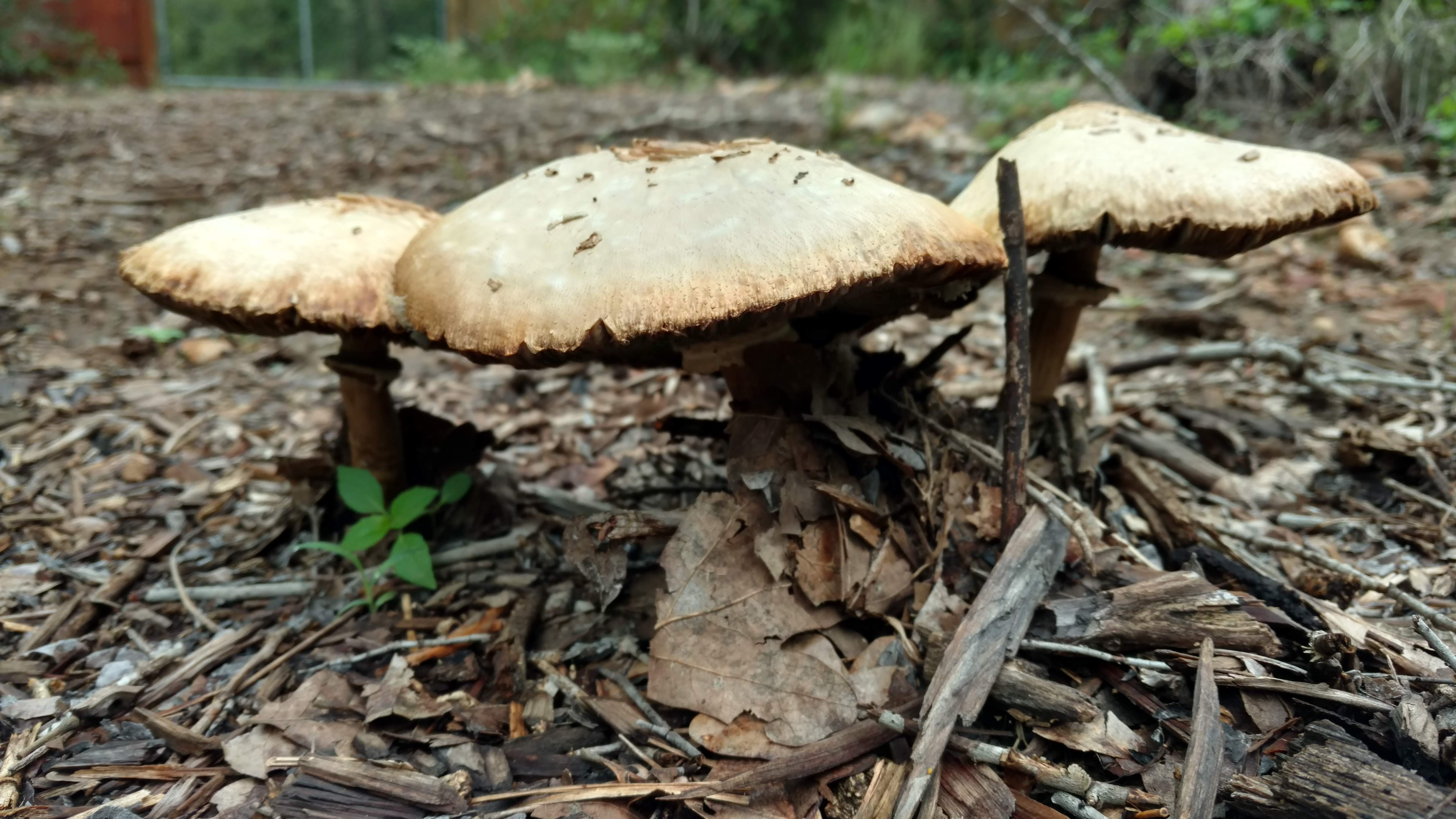 Mushroom Trio