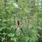 Yellow Garden Spider This yellow garden spider is a friend of Eloise Woods! Garden spiders are one of the many creatures that help us naturally control our mosquito population.