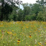 a field of wildflowers a field of wildflowers