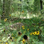 wildflowers surrounding a burial site wildflowers surrounding a burial site
