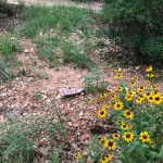 Where the wildflowers grow Where the wildflowers grow